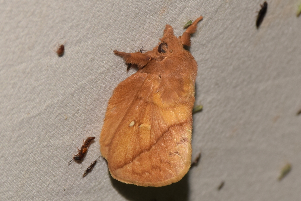Euthrix potatoria - szomjas pohók