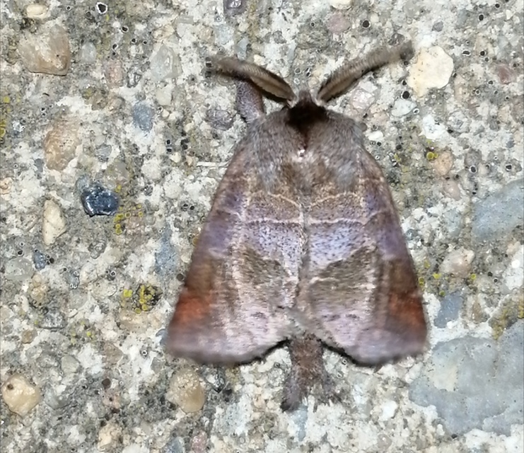 Clostera pigra - apró levélszövő