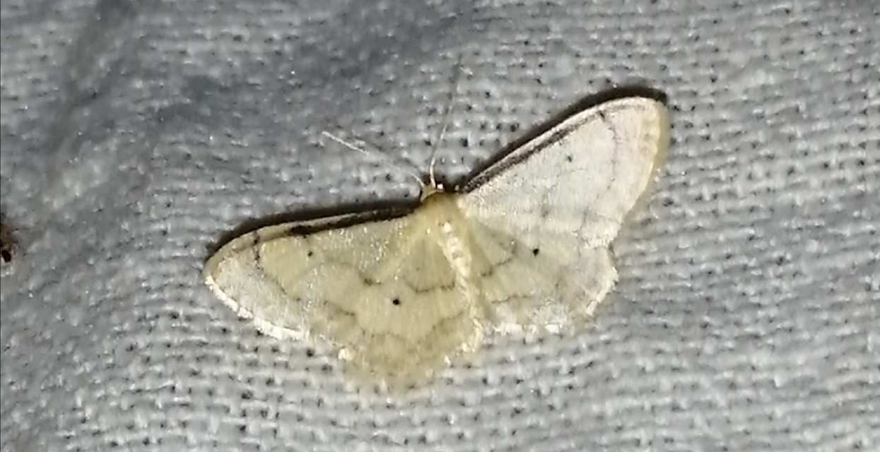 Idaea politaria - vonalas apróaraszoló
