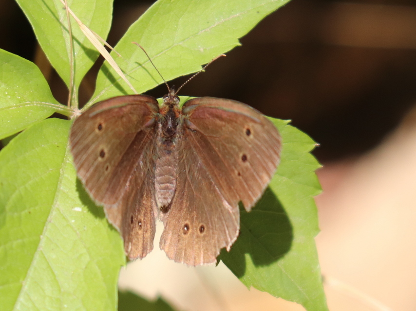 Aphantopus hyperanthus - közönséges ökörszemlepke