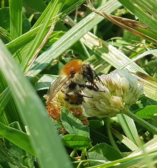 Bombus muscorum - sárga poszméh