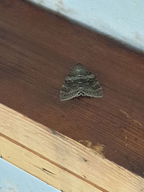 Catocala elocata - közönséges övesbagoly