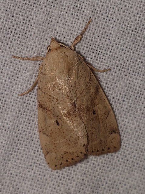 Cosmia trapezina - közönséges lombbagoly