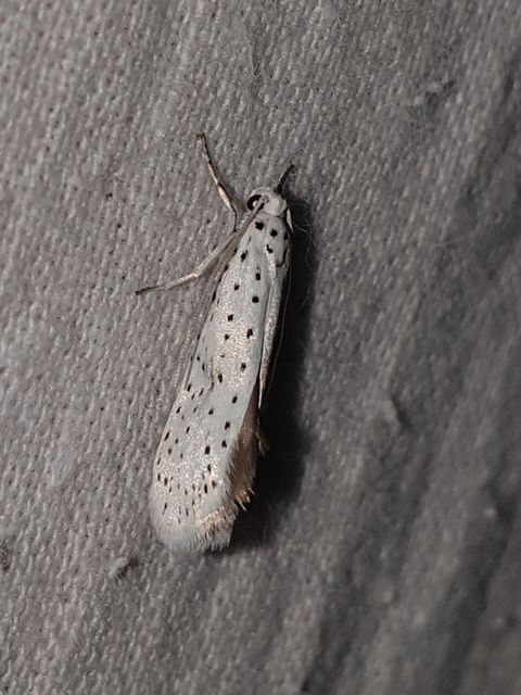 Yponomeuta evonymella - pókhálós májusfamoly