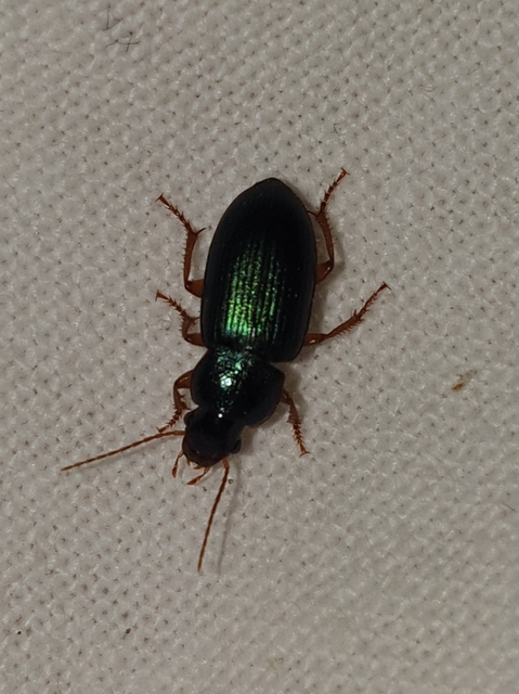 Ophonus azureus - azúrkék bársonyfutó