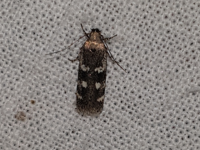 Gelechia sestertiella - talléros sarlósmoly