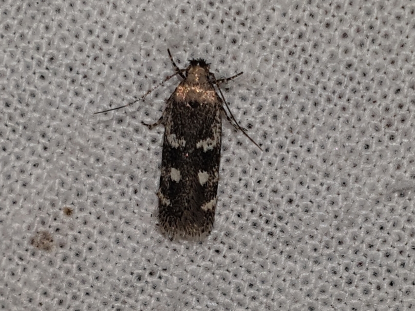Gelechia sestertiella - talléros sarlósmoly