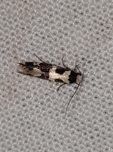 Neurothaumasia ankerella - magyarmoly