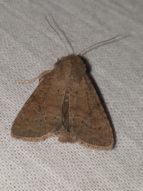 Parastichtis suspecta - sötét erdeibagoly