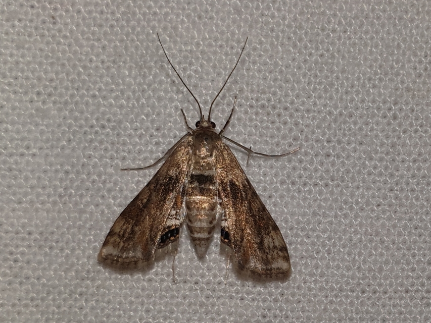 Cataclysta lemnata - békalencsemoly