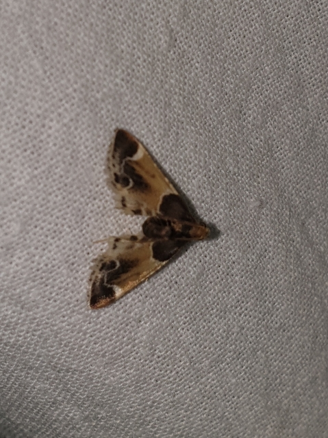 Pyralis farinalis - lisztilonca