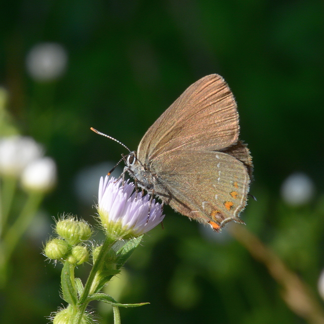Satyrium ilicis - tölgyfa-csücsköslepke
