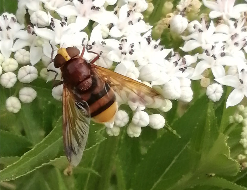 Volucella zonaria - kétöves pihelégy