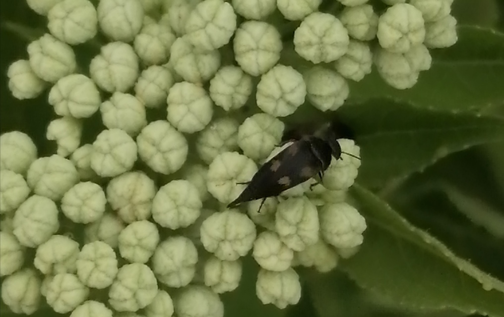 Variimorda villosa - szalagos maróka