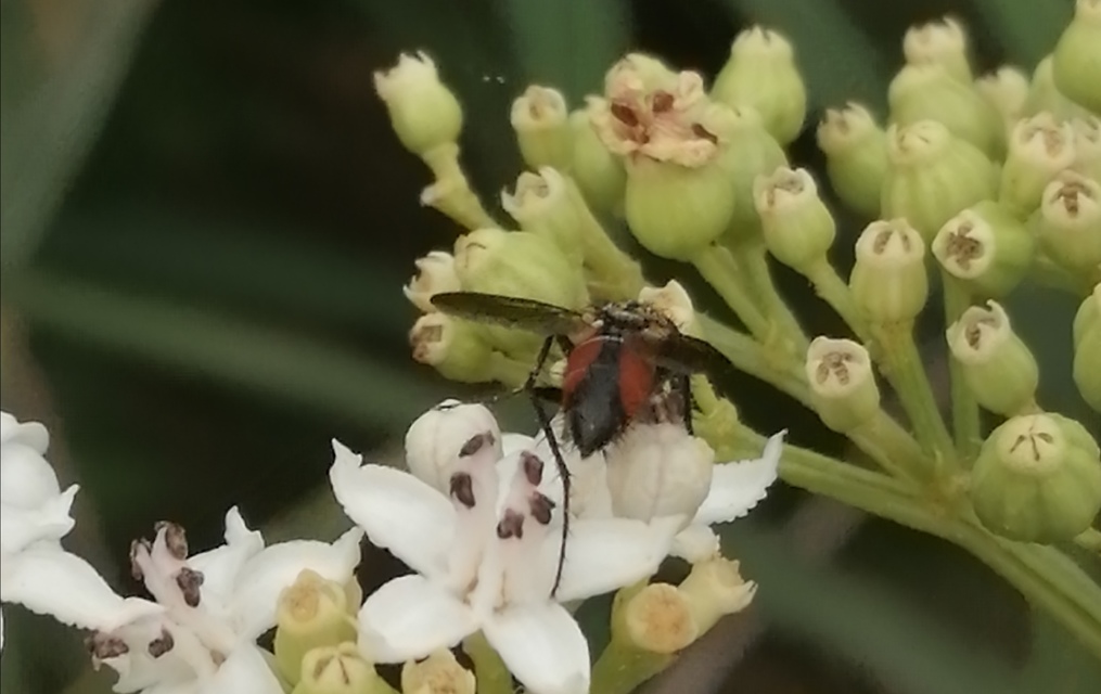 Eriothrix rufomaculatus