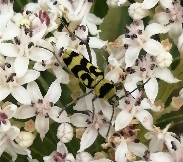 Chlorophorus varius - díszes darázscincér