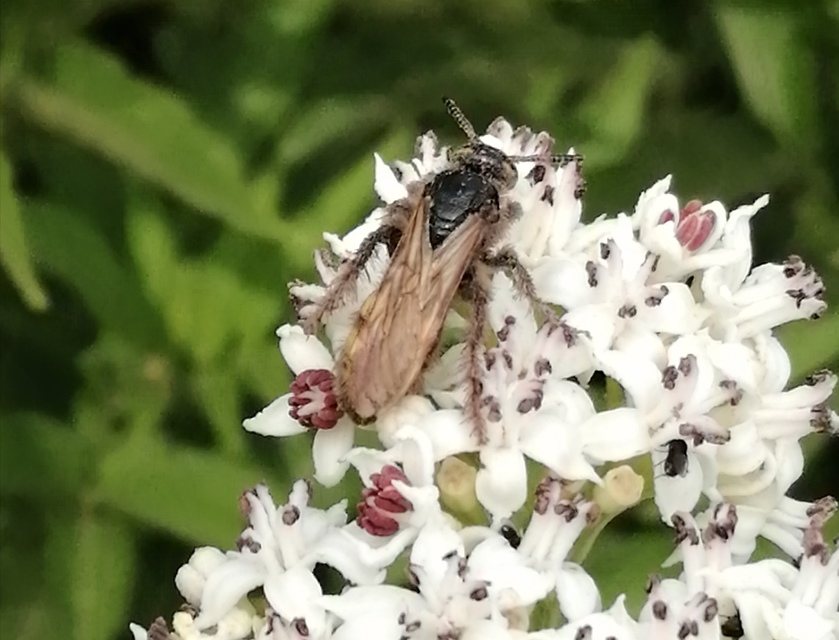 Scolia fusciformis - mediterrán tőrösdarázs