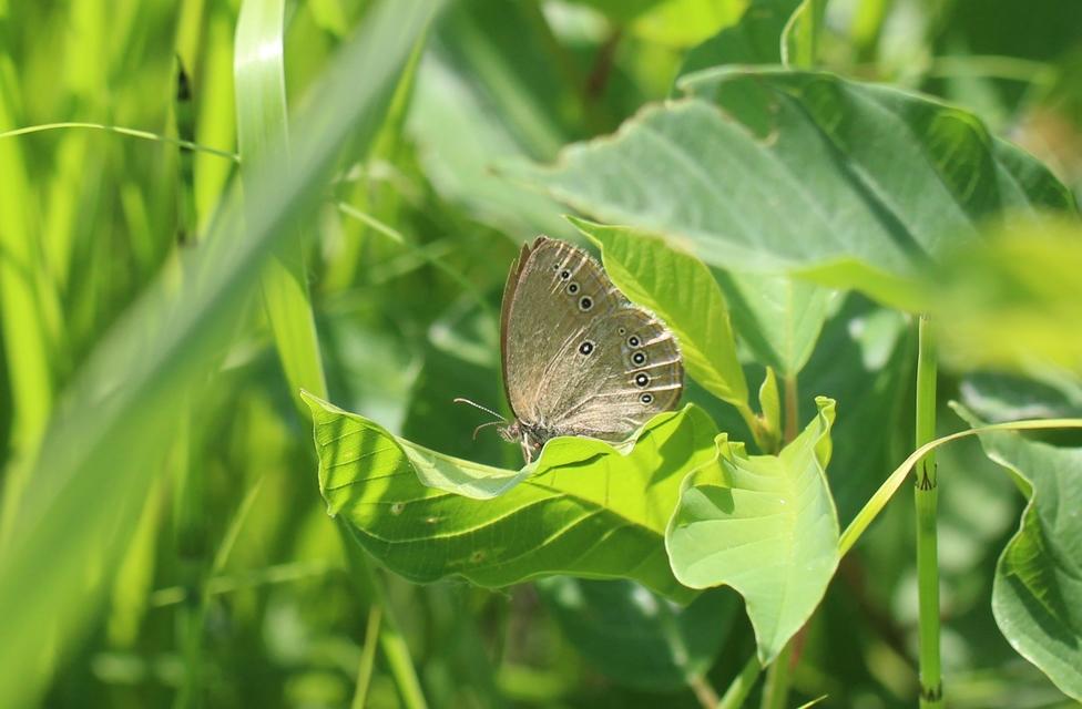 Coenonympha oedippus - ezüstsávos szénalepke