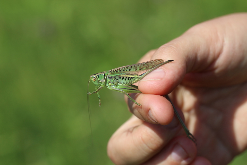 Gampsocleis glabra - tőrös szöcske