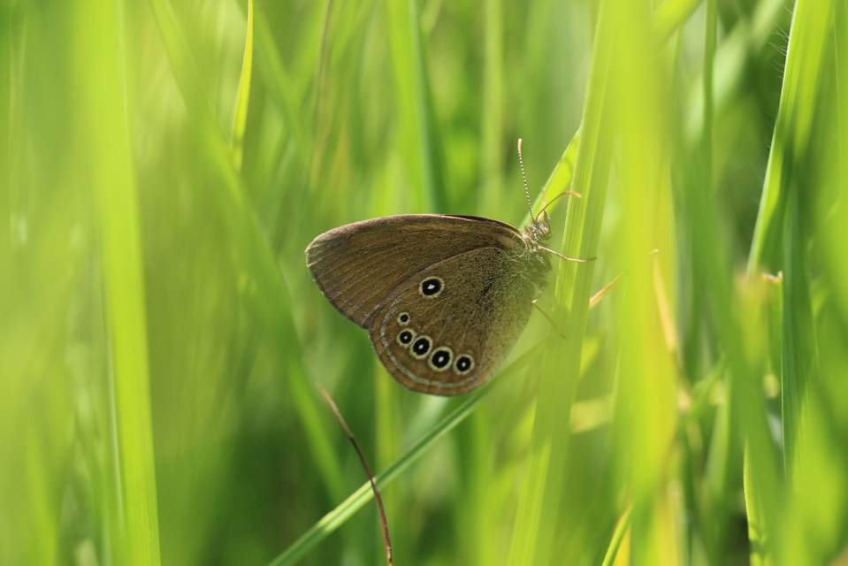 Coenonympha oedippus - ezüstsávos szénalepke