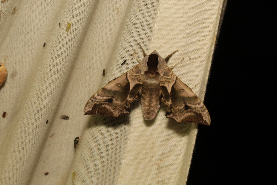Smerinthus ocellatus - esti pávaszem
