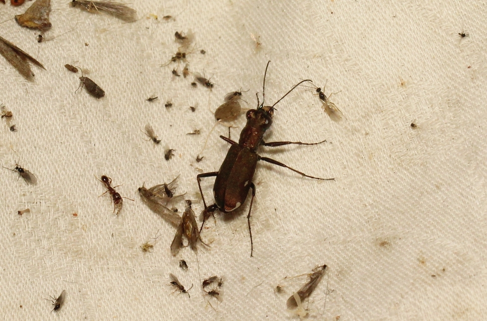 Cylindera germanica - parlagi homokfutrinka