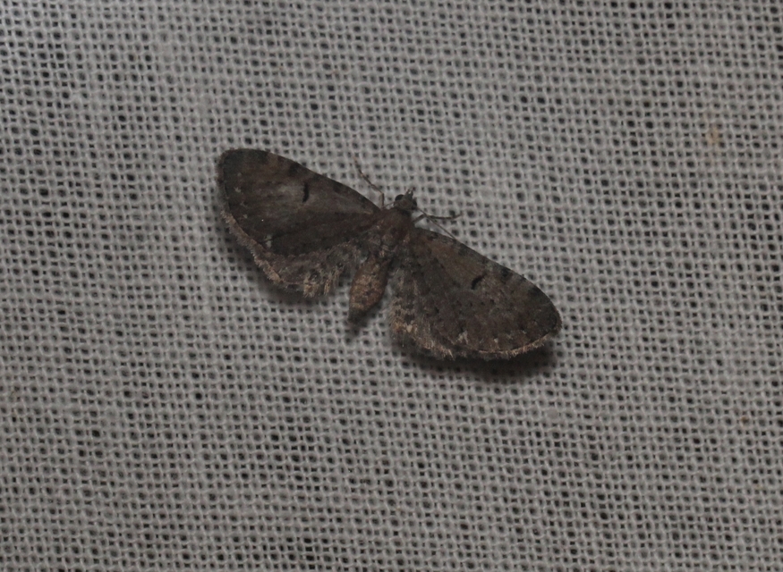 Eupithecia absinthiata - üröm-törpearaszoló
