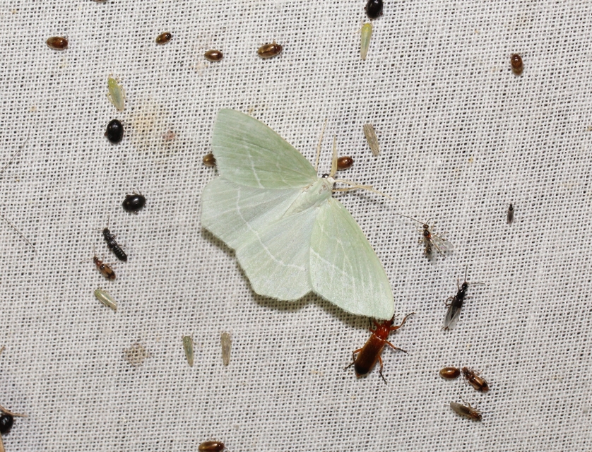 Hemistola chrysoprasaria - kékes zöldaraszoló