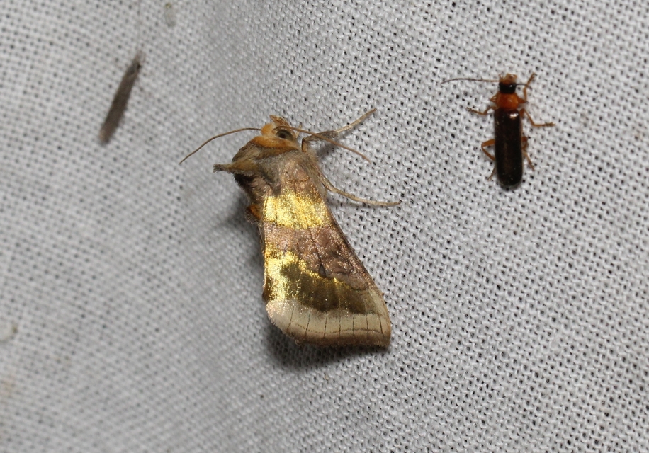 Diachrysia chrysitis - aranybagoly