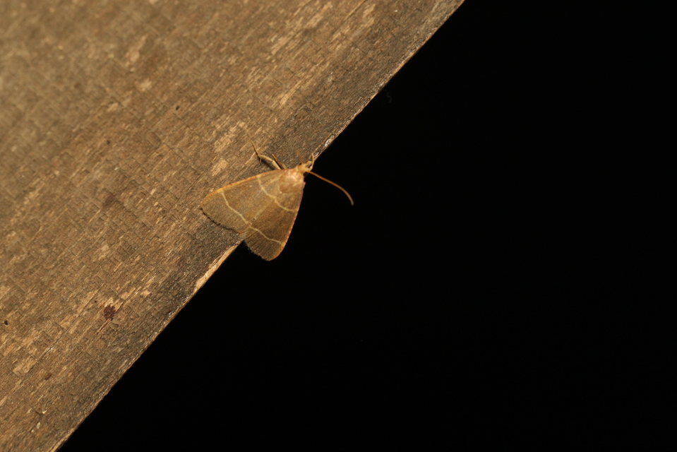 Hypsopygia glaucinalis - rezes fényilonca