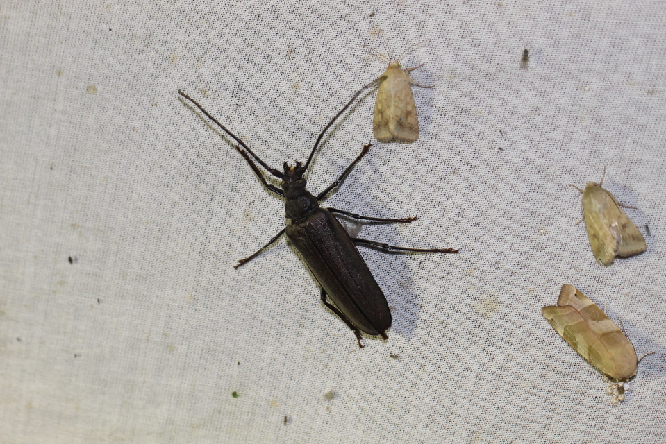 Aegosoma scabricorne - diófacincér
