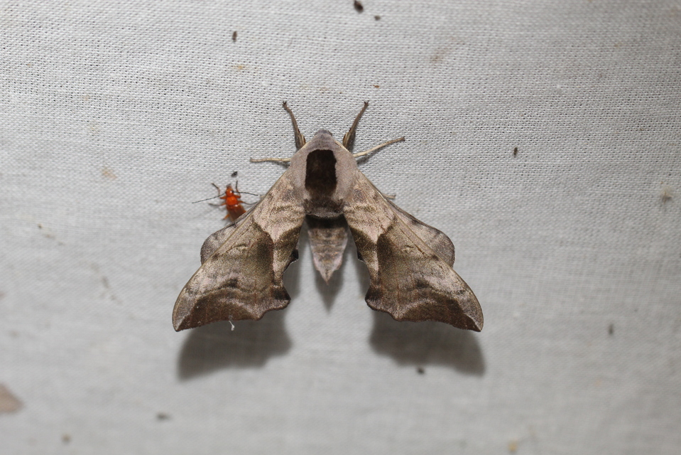 Smerinthus ocellatus - esti pávaszem
