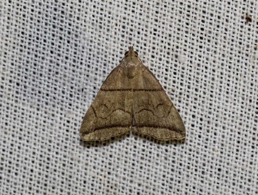 Herminia grisealis - ligeti karcsúbagoly