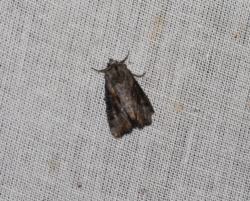 Lateroligia ophiogramma - harmatkása-dudvabagoly