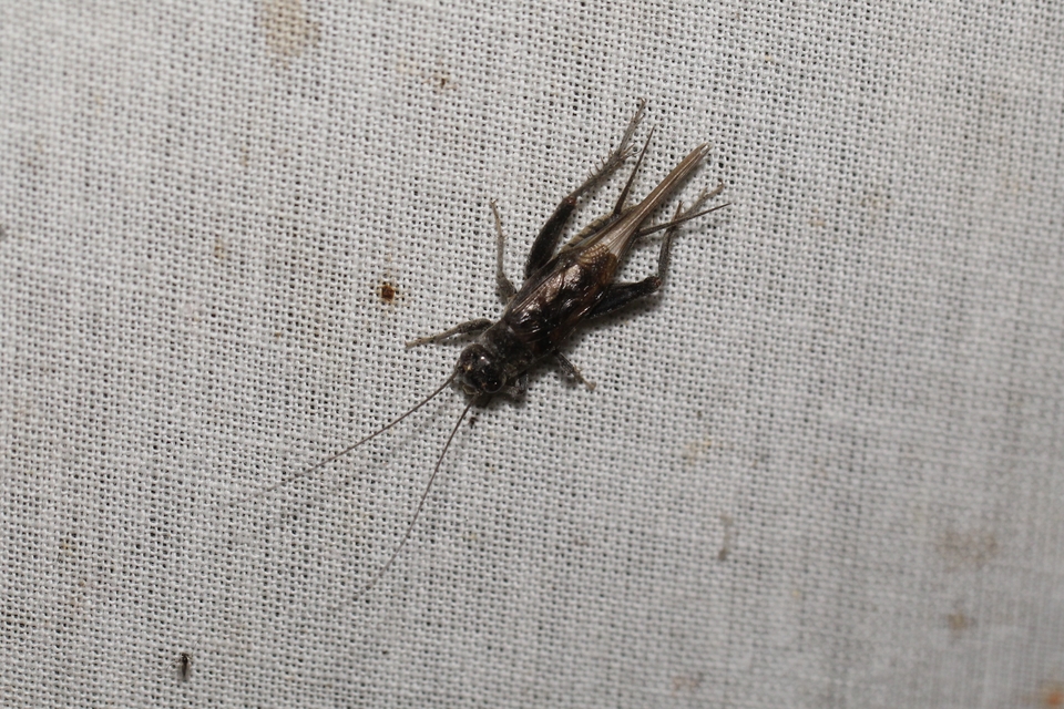 Eumodicogryllus bordigalensis - bordói tücsök