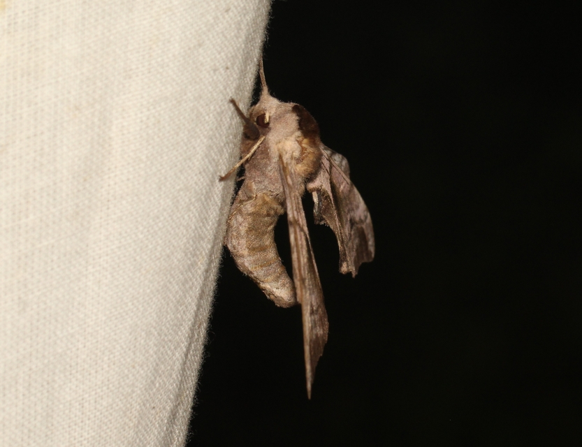 Smerinthus ocellatus - esti pávaszem