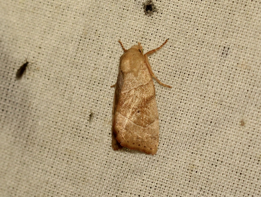 Cosmia trapezina - közönséges lombbagoly