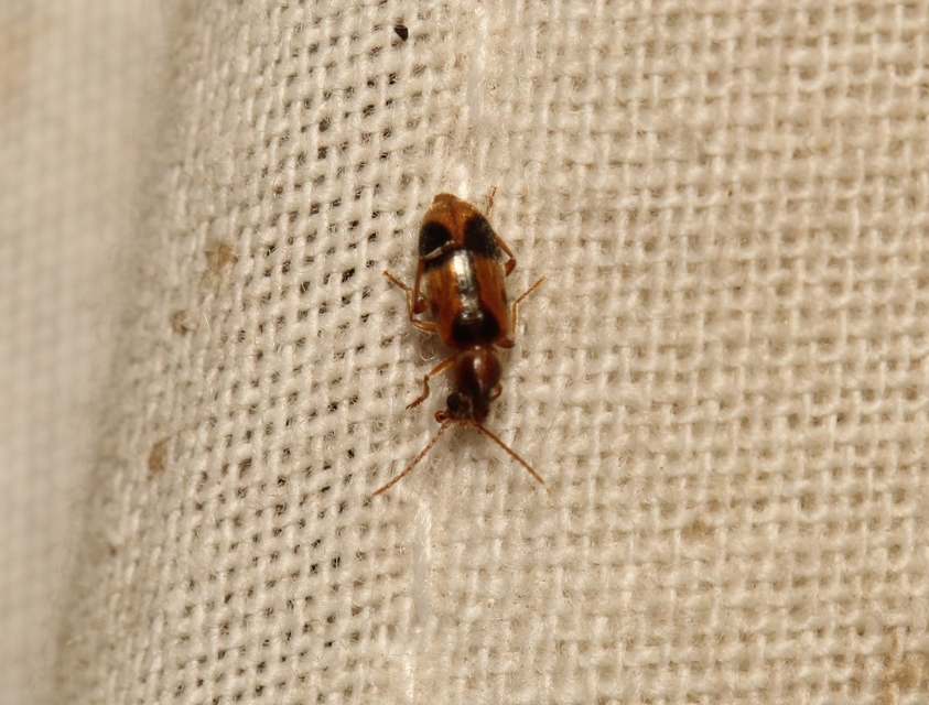 Notoxus monoceros - sárgahasú nyakszarvúbogár