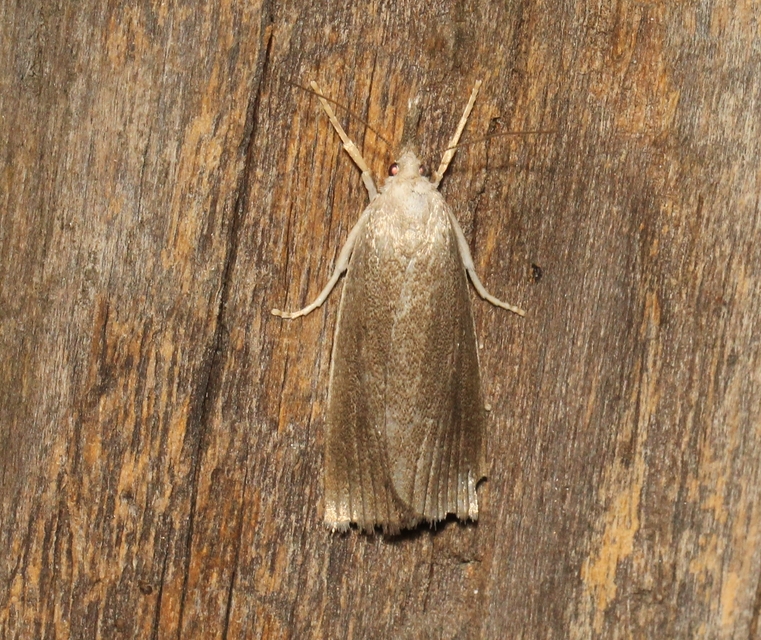 Calamotropha paludella - barna nádlevélmoly
