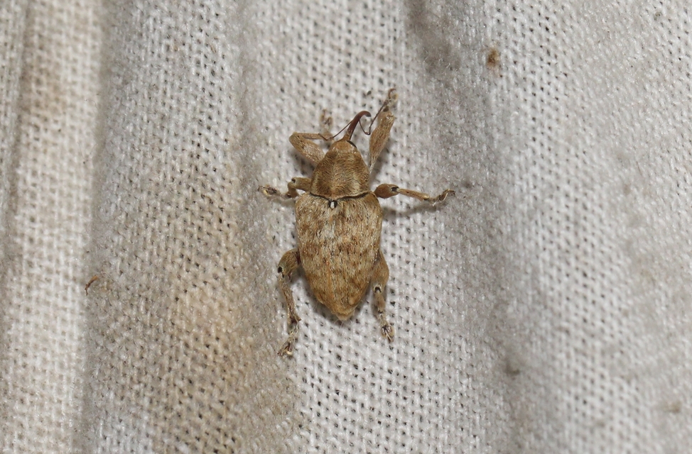 Curculio venosus - tarajos zsuzsóka