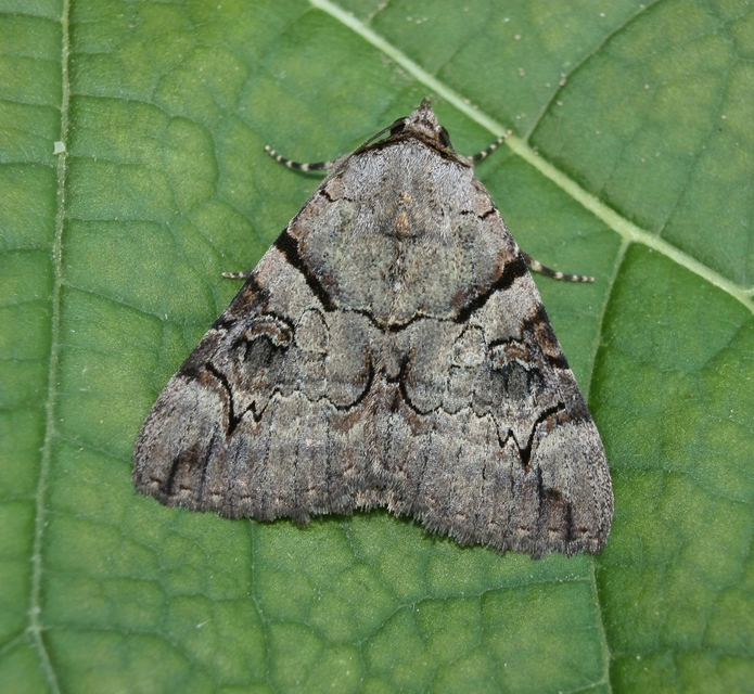 Catocala hymenaea - kökény-övesbagoly
