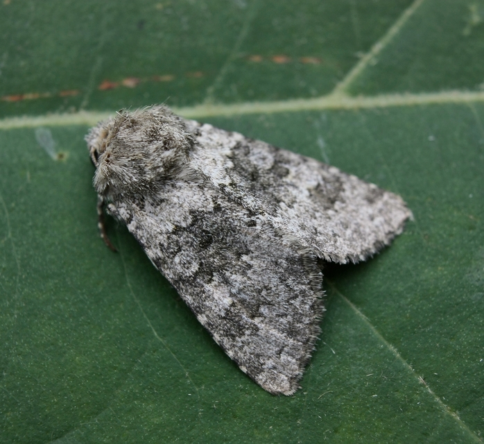 Hecatera dysodea - parajbagoly
