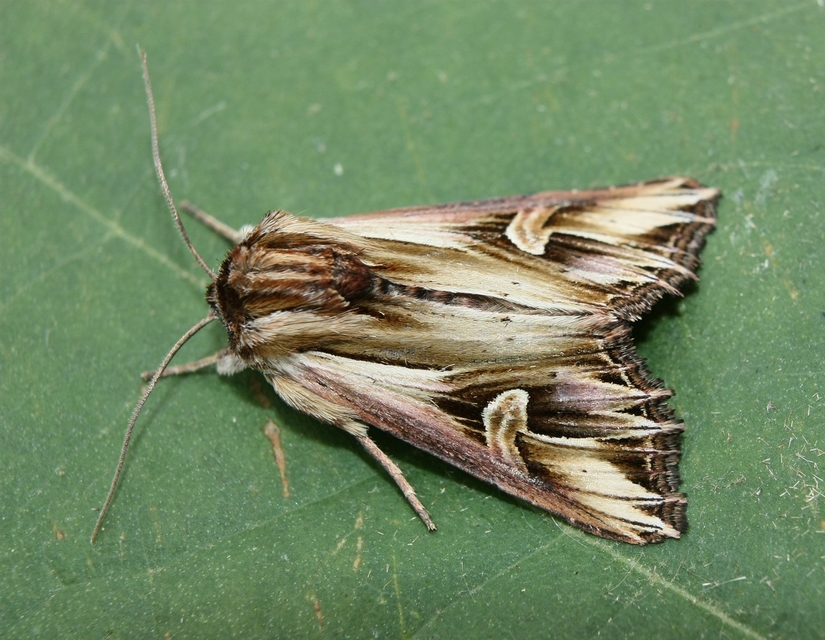 Actinotia polyodon - nagy sugarasbagoly