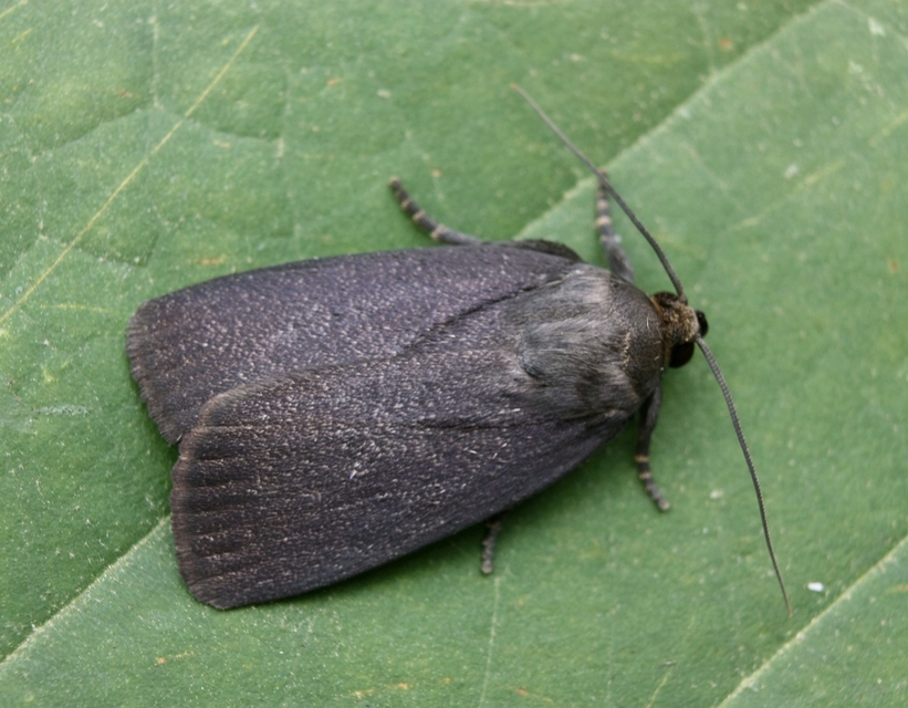 Amphipyra livida - zsírfényű bagoly