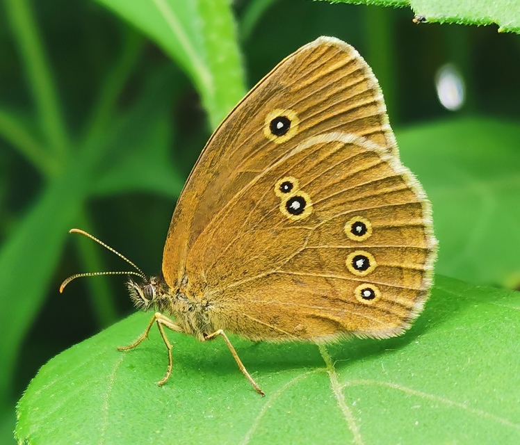 Aphantopus hyperanthus - közönséges ökörszemlepke