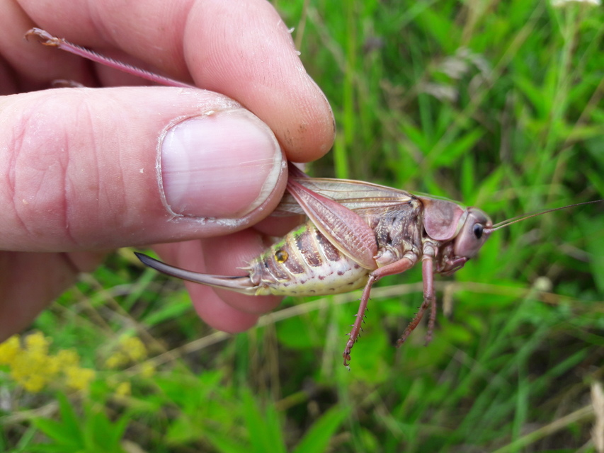 Decticus verrucivorus - szemölcsevő szöcske