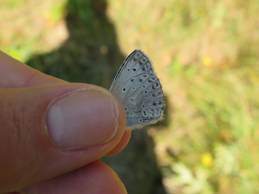 Polyommatus daphnis - csipkés boglárka