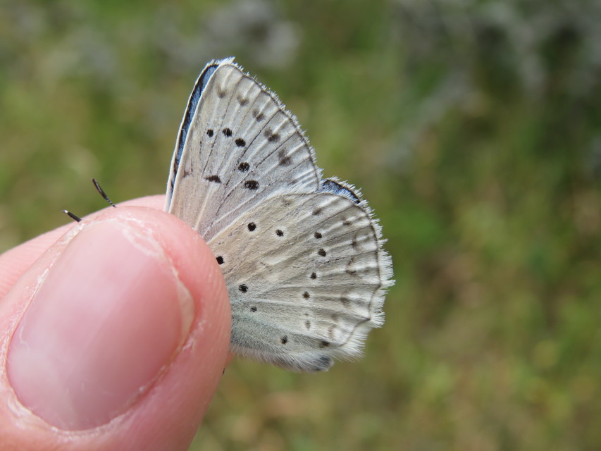 Polyommatus daphnis - csipkés boglárka