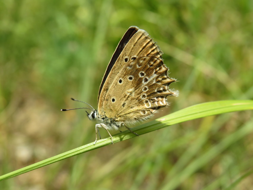 Polyommatus daphnis - csipkés boglárka