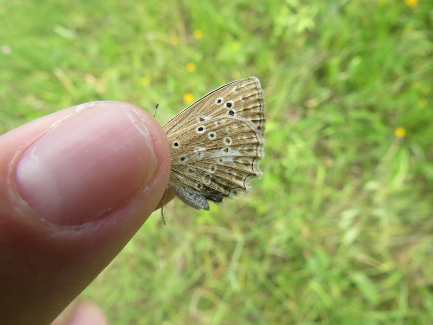 Polyommatus daphnis - csipkés boglárka